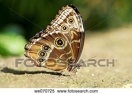 Blue morpho butterfly with wings closed View Large Photo Image Stock Photography - Blue morpho butterfly with wings closed. Fotosearch