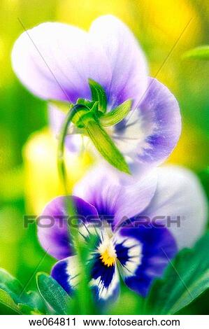Blue Pansies. Viola x wittrockiana. October 2006, Maryland, USA View Large Photo Image Stock Image - Blue Pansies. Viola x wittrockiana. October 2006, Maryland, USA. Fotosearch