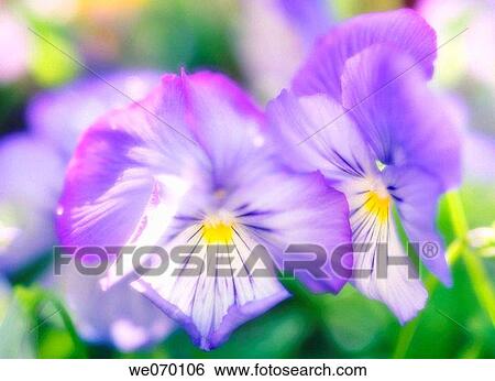 Stock Photograph - Blue Pansies. Viola x wittrockiana. April 2006, Maryland, USA. Fotosearch