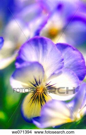 Blue Pansy. Viola x wittrockiana. May 2007, Maryland, USA View Large Photo Image Picture - Blue Pansy. Viola x wittrockiana. May 2007, Maryland, USA. Fotosearch