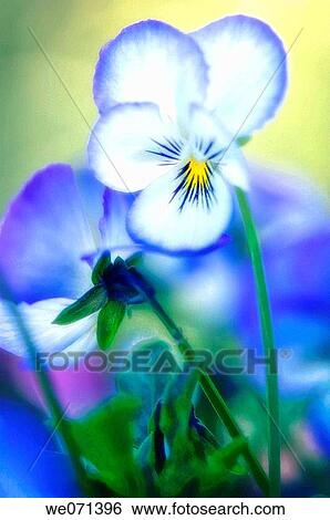 Blue Pansy. Viola x wittrockiana. May 2007, Maryland, USA View Large Photo Image Stock Photograph - Blue Pansy. Viola x wittrockiana. May 2007, Maryland, USA. Fotosearch