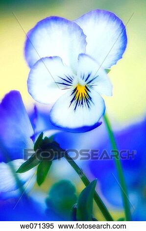 Blue Pansy. Viola x wittrockiana. May 2007, Maryland, USA View Large Photo Image Stock Photography - Blue Pansy. Viola x wittrockiana. May 2007, Maryland, USA. Fotosearch