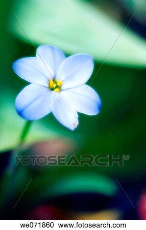 Blue Star Flower. Ipheion uniflora. April 2007, Maryland, USA View Large Photo Image Stock Image - Blue Star Flower. Ipheion uniflora. April 2007, Maryland, USA. Fotosearch