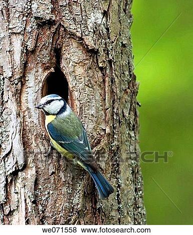 Stock Photo - Blue Tit ( Cyanistes caeruleus ). Fotosearch