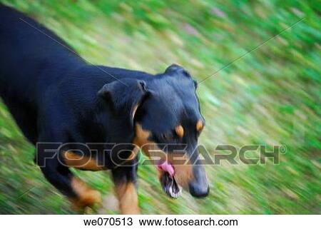 blurred motion, day, country, contemporary, animal View Large Photo Image Stock Image - blurred motion, day, country, contemporary, animal. Fotosearch