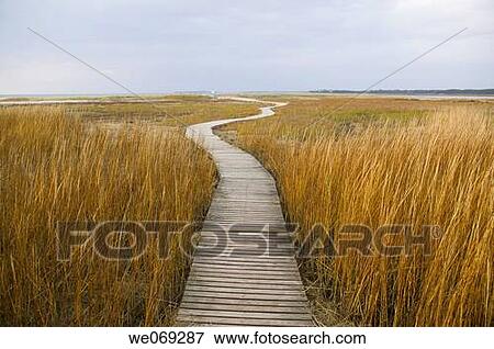 Boardwalk, Wellfleet, Cape Cod, Massachusetts, USA View Large Photo Image Stock Photo - Boardwalk, Wellfleet, Cape Cod, Massachusetts, USA. Fotosearch