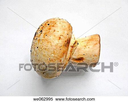 Boletus edulis is edible mushroom View Large Photo Image Stock Photography - Boletus edulis is edible mushroom. Fotosearch