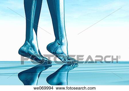 Bones in female feet View Large Photo Image Picture - Bones in female feet. Fotosearch