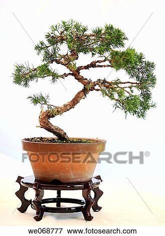Bonsai View Large Photo Image Stock Photo - Bonsai. Fotosearch
