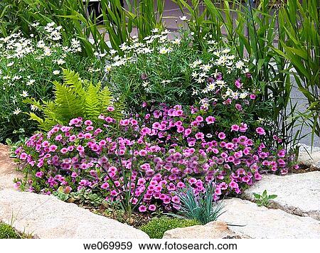 botany, day, detail, flower, garden View Large Photo Image Stock Photo - botany, day, detail, flower, garden. Fotosearch