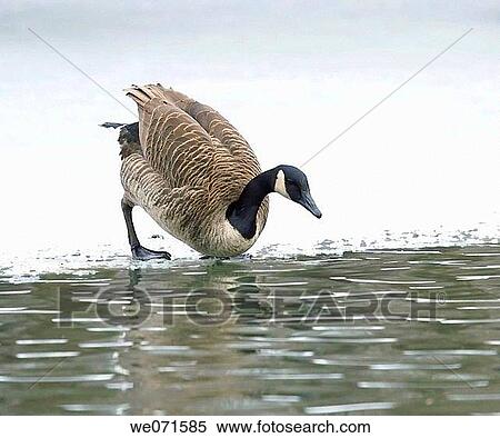 Brand goose ( Branta bernicla ) View Large Photo Image Stock Photography - Brand goose ( Branta bernicla ). Fotosearch