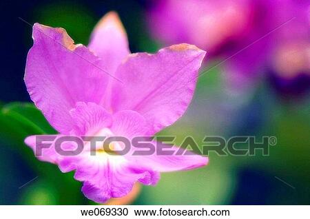 Brassocattleya g. Cynthia? Lilac Gem?, Maryland, USA View Large Photo Image Stock Image - Brassocattleya g. Cynthia? Lilac Gem?, Maryland, USA. Fotosearch