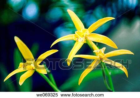 Brassolaeliocattleya orchid. Mini_cattleya orchid. September 2006, Maryland, USA View Large Photo Image Stock Photography - Brassolaeliocattleya orchid. Mini_cattleya orchid. September 2006, Maryland, USA. Fotosearch