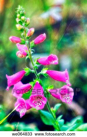 Bright Foxglove. Digitalis purpurea. October 2006, Maryland, USA View Large Photo Image Stock Image - Bright Foxglove. Digitalis purpurea. October 2006, Maryland, USA. Fotosearch
