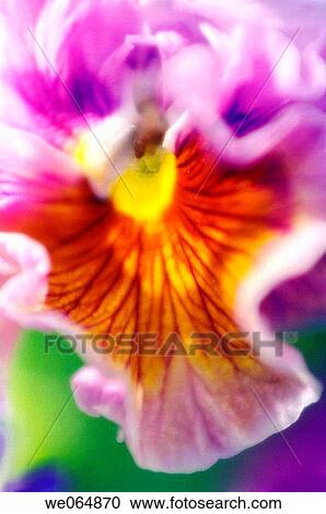 Bright Pansy Close_up. Viola x wittrockiana. May 2006, Maryland, USA View Large Photo Image Stock Image - Bright Pansy Close_up. Viola x wittrockiana. May 2006, Maryland, USA. Fotosearch