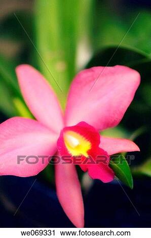 Bright Pink Sophrocattleya Orchid hybrid. Sophrocattleya g. Batemanniana. September 2006, Maryland, USA View Large Photo Image Stock Image - Bright Pink Sophrocattleya Orchid hybrid. Sophrocattleya g. Batemanniana. September 2006, Maryland, USA. Fotosearch