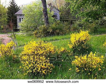 Stock Image - Broom, Saint-Julien-Chapteuil. Haute-Loire, France. Fotosearch