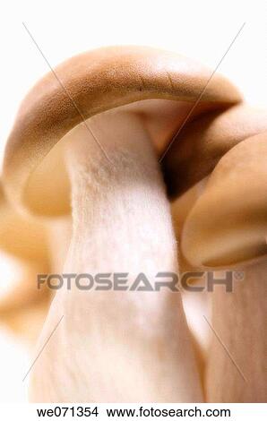 Brown Beech Mushrooms. Buna shimeji. July 2006 View Large Photo Image Picture - Brown Beech Mushrooms. Buna shimeji. July 2006. Fotosearch