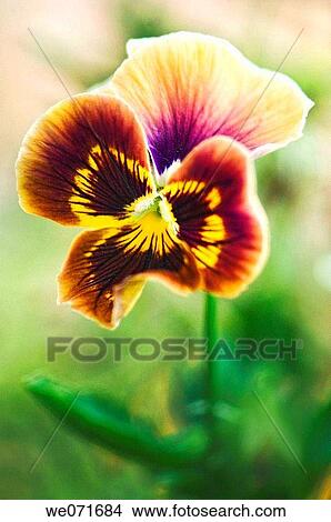 Brown Pansy Flower. Viola x wittrockiana. July 2006, Maryland, USA View Large Photo Image Picture - Brown Pansy Flower. Viola x wittrockiana. July 2006, Maryland, USA. Fotosearch