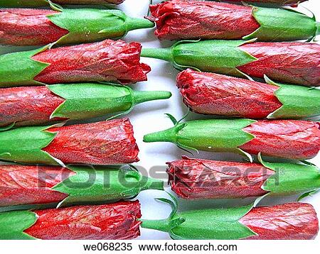 Stock Photography - Buds of Red Hibiscus rosa_sinensis flower arranged in two rows.. Fotosearch