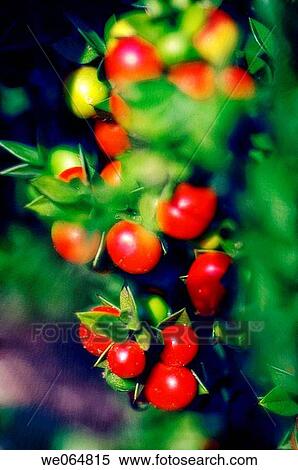 Butcher's Broom. Ruscus aculeatus. October 2006, Maryland, USA View Large Photo Image Stock Photography - Butcher's Broom. Ruscus aculeatus. October 2006, Maryland, USA. Fotosearch