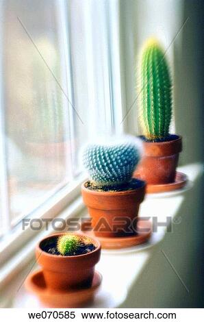 Cactus Houseplants growing on a windowsill. January 2007. Maryland, USA View Large Photo Image Stock Photography - Cactus Houseplants growing on a windowsill. January 2007. Maryland, USA. Fotosearch
