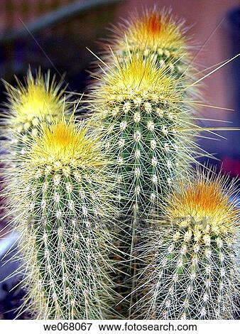 Cactus View Large Photo Image Stock Photo - Cactus. Fotosearch