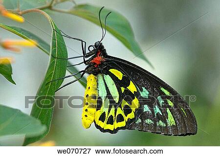 Stock Photo - Cairns birdwing butterfly, wings closed. Fotosearch