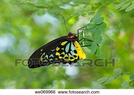 Cairus birdwing butterfly View Large Photo Image Stock Photograph - Cairus birdwing butterfly. Fotosearch