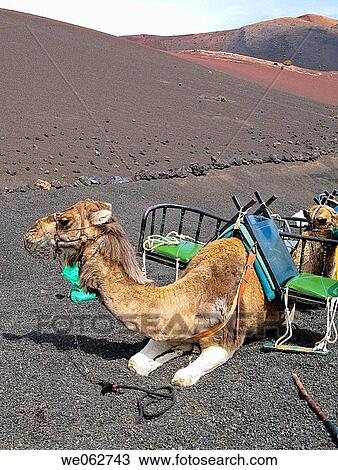 Camels in Timanfaya National Park. Lanzarote, Canary Islands, Spain View Large Photo Image Stock Image - Camels in Timanfaya National Park. Lanzarote, Canary Islands, Spain. Fotosearch