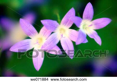 Campanula Flower Trio. Campanula portenschlagiana. June 2006, Maryland, USA View Large Photo Image Picture - Campanula Flower Trio. Campanula portenschlagiana. June 2006, Maryland, USA. Fotosearch
