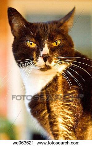 Cat in Morning Light View Large Photo Image Stock Image - Cat in Morning Light. Fotosearch