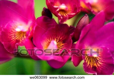 Cattleytonia orchid. November 2006, Maryland, USA View Large Photo Image Stock Photo - Cattleytonia orchid. November 2006, Maryland, USA. Fotosearch