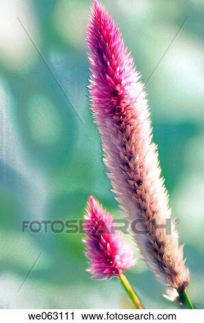 Stock Image - Celosia spicata. October 2006, Maryland, USA. Fotosearch