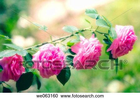 Chain of Pink Rose Flowers. Rosa hybrid. May 2006, Maryland, USA View Large Photo Image Stock Image - Chain of Pink Rose Flowers. Rosa hybrid. May 2006, Maryland, USA. Fotosearch