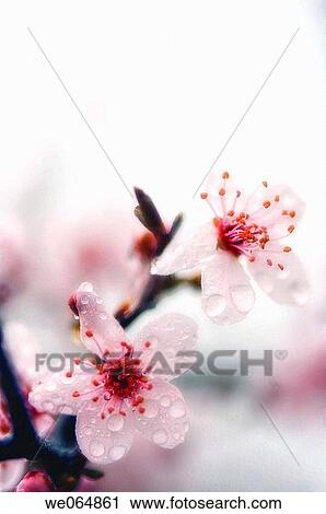 Cherry Blossom. Prunus cerasifera. March 2007, Maryland, USA View Large Photo Image Stock Image - Cherry Blossom. Prunus cerasifera. March 2007, Maryland, USA. Fotosearch