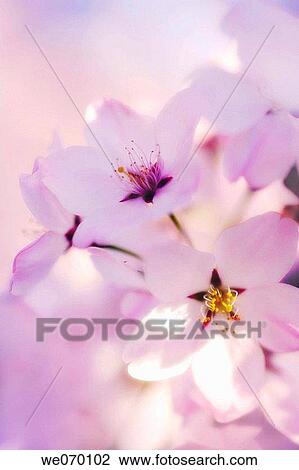 Cherry Blossom. Prunus serrulata. April 2006 View Large Photo Image Stock Image - Cherry Blossom. Prunus serrulata. April 2006. Fotosearch