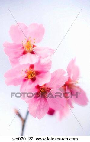 Cherry Blossom. Prunus serrulata. March 2006, Maryland, USA View Large Photo Image Stock Image - Cherry Blossom. Prunus serrulata. March 2006, Maryland, USA. Fotosearch