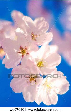 Cherry Blossom. Yoshino Cherry. Prunus x yedoensis. April 2006 View Large Photo Image Stock Image - Cherry Blossom. Yoshino Cherry. Prunus x yedoensis. April 2006. Fotosearch