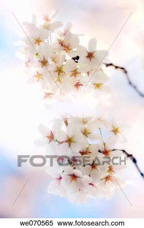 Cherry Blossom. Yoshino Cherry. Prunus x yedoensis View Large Photo Image Stock Photography - Cherry Blossom. Yoshino Cherry. Prunus x yedoensis. Fotosearch