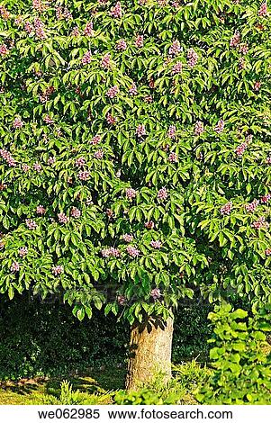 Stock Photography - Chestnut tree in bloom. Fotosearch