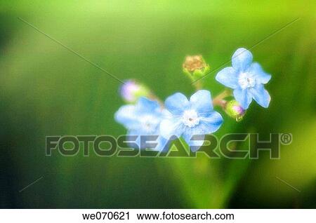Stock Image - Chinese Forget-me-not Flowers. Cynoglossum amabile. July 2006, Maryland, USA. Fotosearch