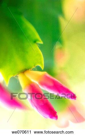 Christmas Cactus. Schlumbergera bridgessii. November 2006. Maryland, USA View Large Photo Image Stock Image - Christmas Cactus. Schlumbergera bridgessii. November 2006. Maryland, USA. Fotosearch