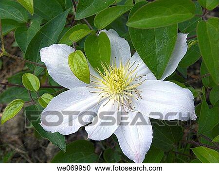 Clematis View Large Photo Image Stock Image - Clematis. Fotosearch