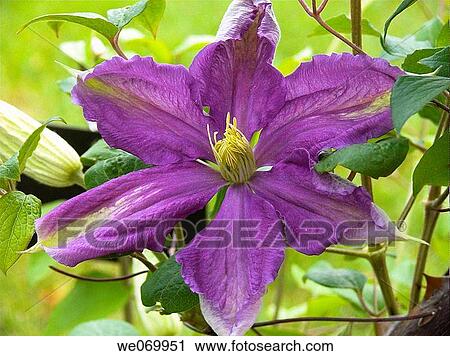 Clematis View Large Photo Image Stock Image - Clematis. Fotosearch