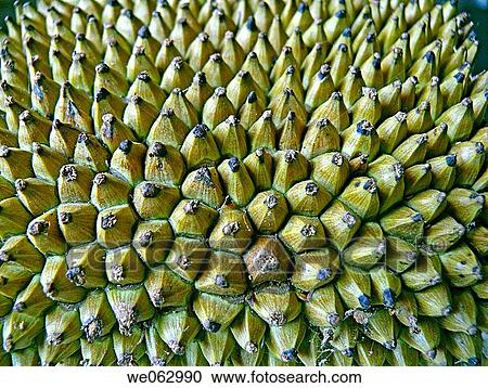 Closeup of a jackfruit. Jackfruit _ Artocarpus heterophyllus Lam. ù Moraceae. Jackfruit is the largest tree_borne fruit in the world, reaching 80 pounds in weight and up to 36 inches long and 20 inches in diameter. Pune, Maharashtra, India. View Large Photo Image Stock Image - Closeup of a jackfruit. Jackfruit _ Artocarpus heterophyllus Lam. ù Moraceae. Jackfruit is the largest tree_borne fruit in the world, reaching 80 pounds in weight and up to 36 inches long and 20 inches in diameter. Pune, Maharashtra, India.. Fotosearch