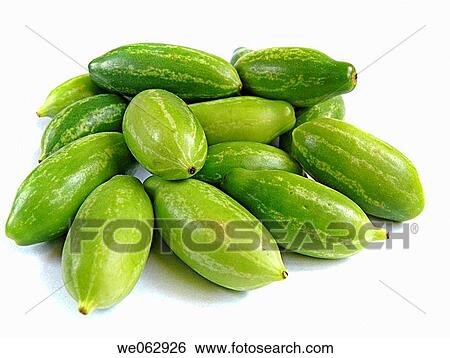 Coccinia grandis Ivy gourd (Cucurbitaceae) View Large Photo Image Stock Photograph - Coccinia grandis Ivy gourd (Cucurbitaceae). Fotosearch