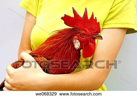 Cock (Gallus domesticus) View Large Photo Image Stock Photo - Cock (Gallus domesticus). Fotosearch