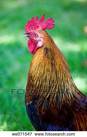 Cock View Large Photo Image Stock Photo - Cock. Fotosearch
