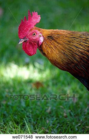 Stock Photo - Cock. Fotosearch
